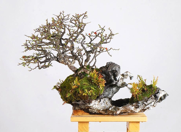 Elevating a Root-on-Rock Bonsai | Bonsai Bark