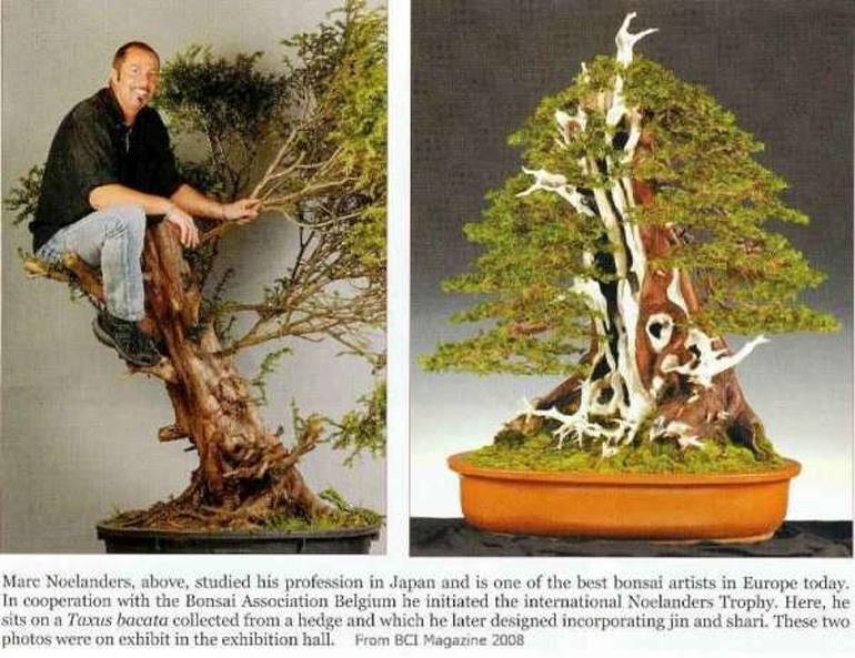 When Was the Last Time You Climbed a Bonsai Tree? | Bonsai Bark