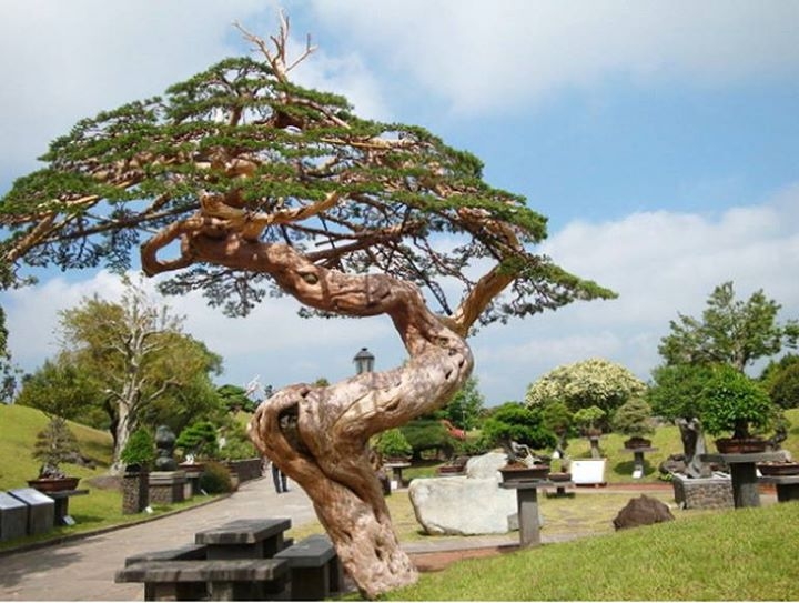 Bonsai Island Paradise bonsaibark.com visit