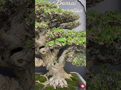 Indonesian Bonsai #trees #livingart #bonsaitree #bonsai