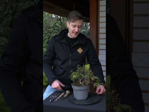 Styling a Thuja Bonsai (White cedar) #art