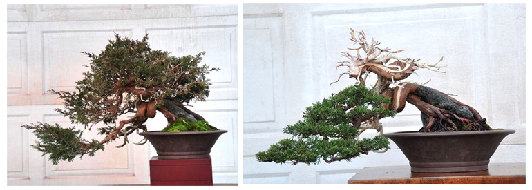 Before & After Bonsai, Just for Fun of It | Bonsai Bark