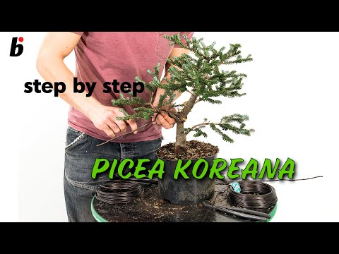 PICEA KOREANA: Wiring
