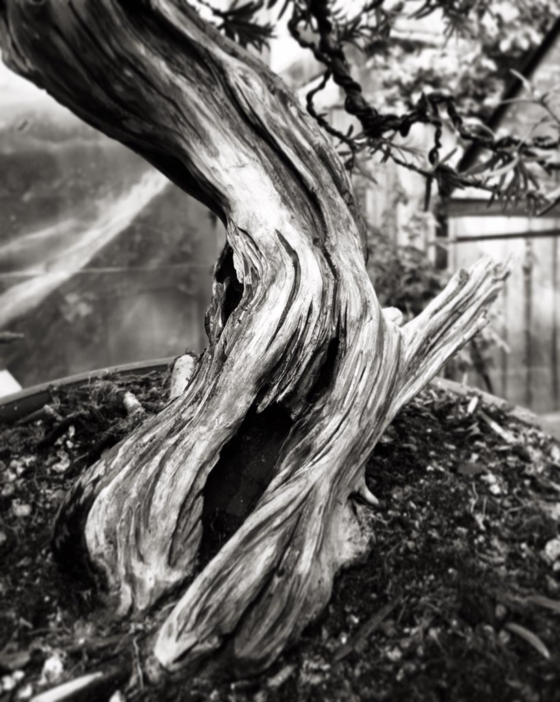 Extensive deadwood carving and distressing on a