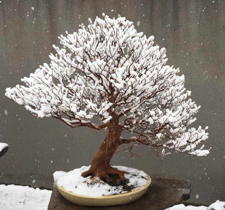 Snow Flowers | Bonsai Bark
