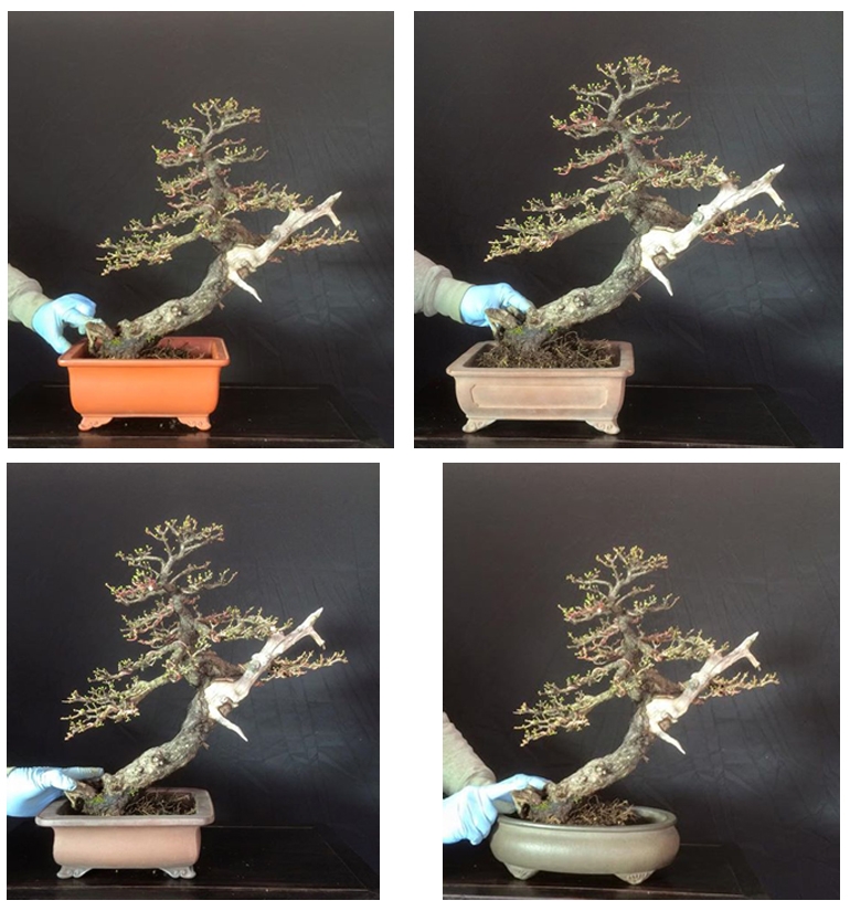 Boon’s Tamarack and 4 Pots – Which Do You Prefer? | Bonsai Bark