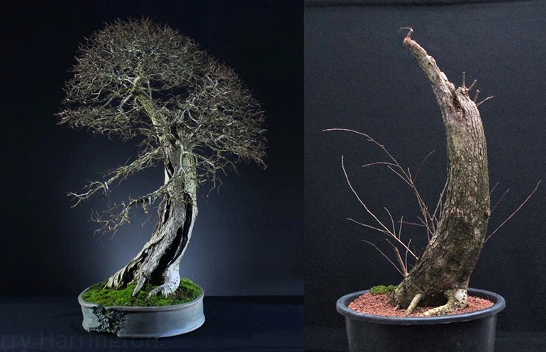 Bonsai Before & After – Foundations & Inspirations | Bonsai Bark