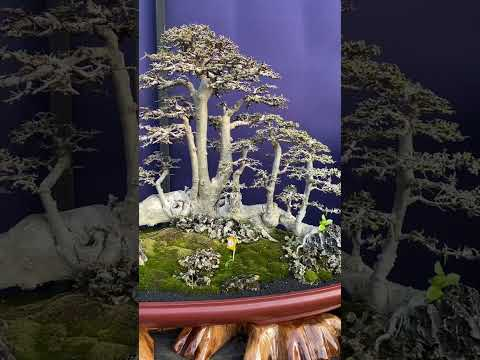 Miniature Bonsai #landscape #bonsai #miniature #trees