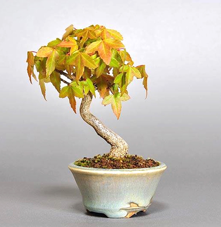 Hiroshi’s Bonsai Beans | Bonsai Bark