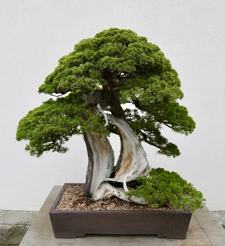 Our National Bonsai Treasure | Bonsai Bark