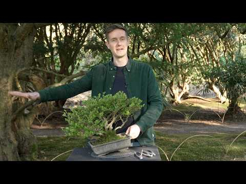 Ugly Raw Material → Stunning Semi-Cascade Bonsai