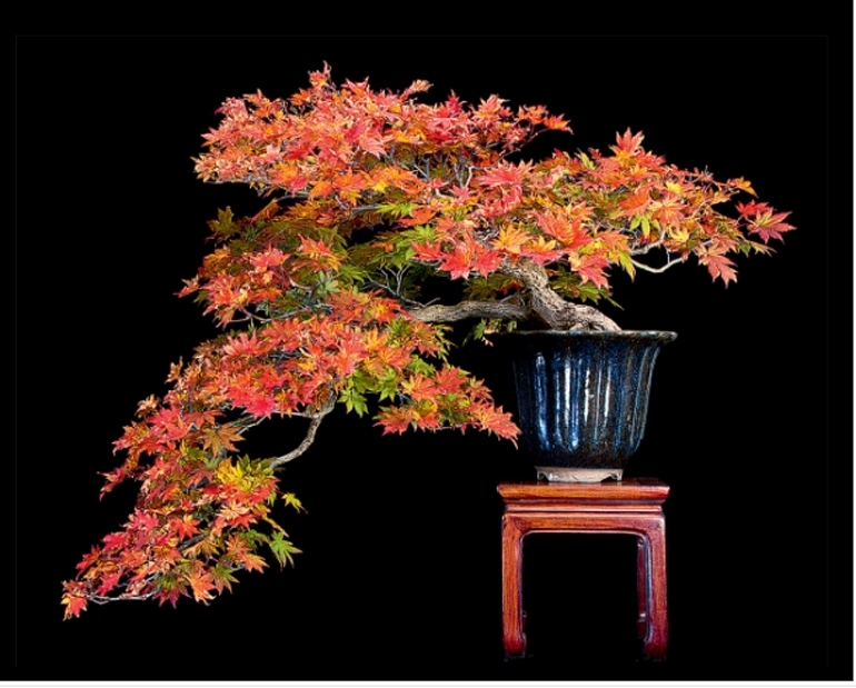 Selling Bonsai & Buying Time – Bill’s Fire Sale | Bonsai Bark