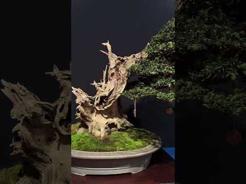 Beautiful miniature #bonsai trees