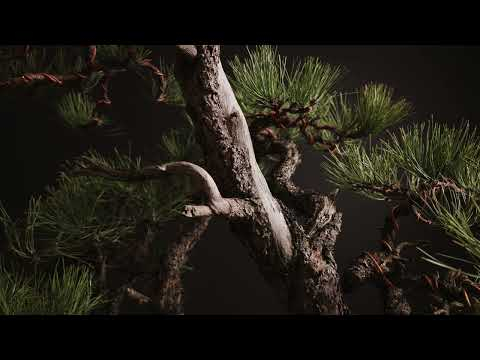 Studio Sessions: Ponderosa Pine Forest Evolution