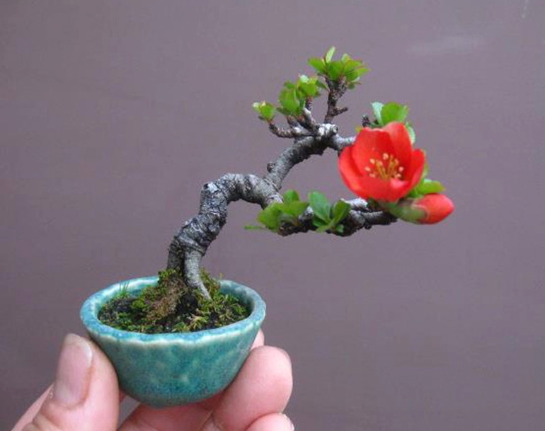 Tiny Flowering Bonsai – NEW Site Wide Sale | Bonsai Bark