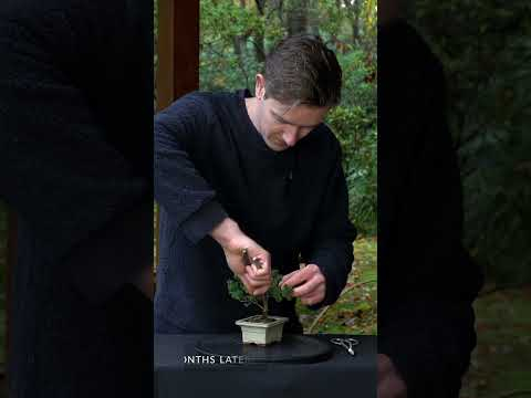 Making a MINI bonsai tree (Picea/Spruce) #bonsai #diy #garden #japan