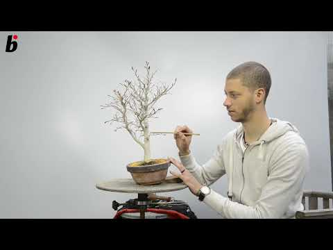 Too dominant at the top Fagus crenata step 01