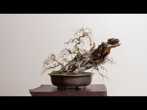 Weeping Tamarisk Bonsai Tree Timelapse