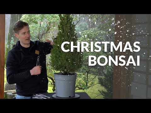 Making a Bonsai Christmas tree!