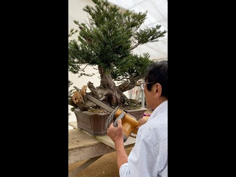 Kimura creates a massive Taxus Bonsai #shorts #plants #tree #japan