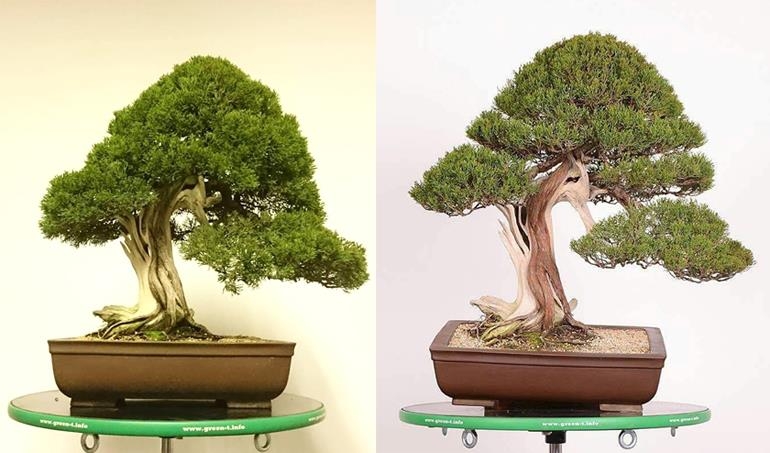 Before and After on a Well Established Bonsai | Bonsai Bark