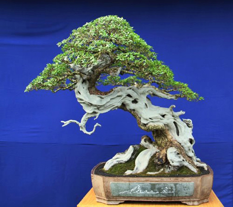 Bonsai Artist, Connoisseur & All Around Interesting Fellow | Bonsai Bark