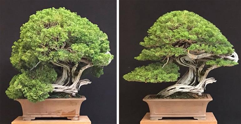 An Exceptional Bonsai – Before & After | Bonsai Bark