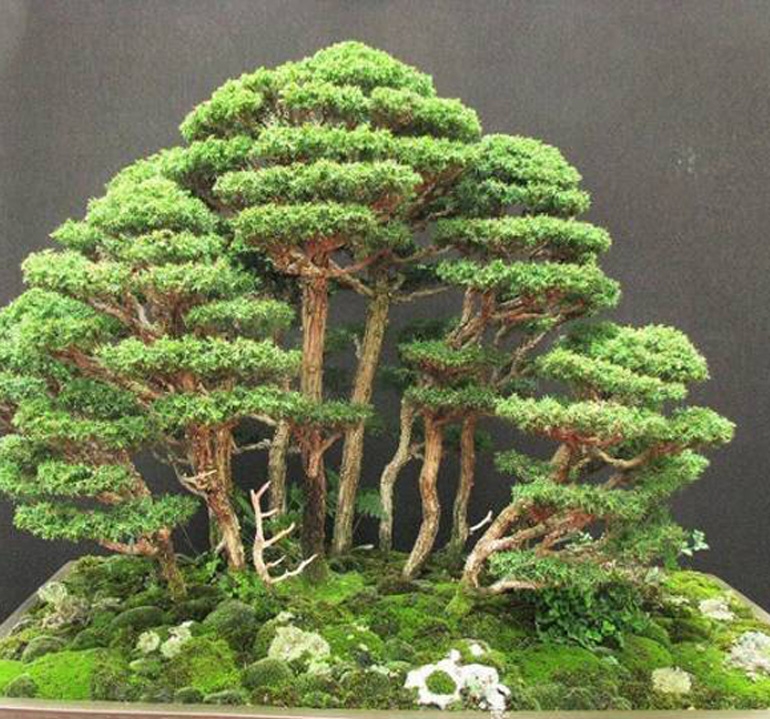 In Praise of 3 Phenomenal Bonsai Tools (Okatsune Tool Sale Ends Tonight) & Another ‘Cedar’ Bonsai | Bonsai Bark