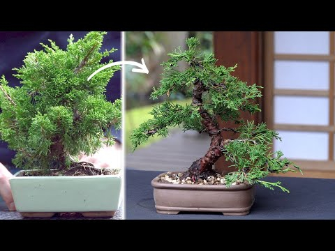Making a Juniper Bonsai
