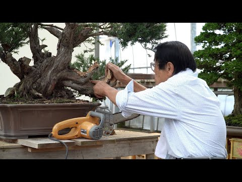 Kimura Techniques - Bonsai Powertools and Deadwood