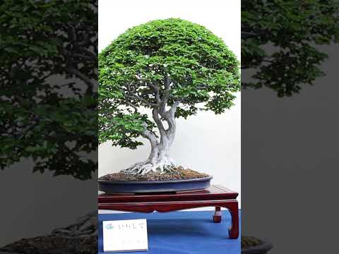 Japanese Bonsai #art #livingart #bonsai #japan