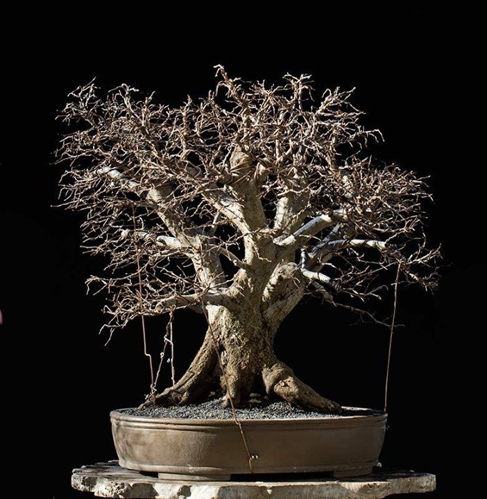 Oriental Hornbeam #64