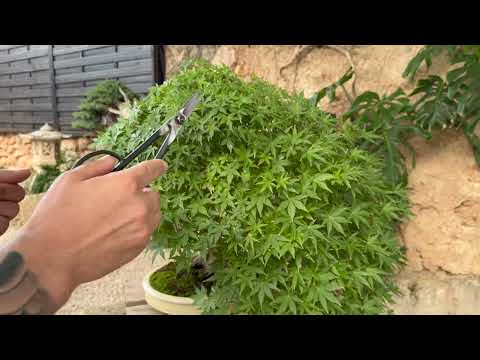 Bonsai techniques: Reducing leaf size on Bonsai by Rafael Torres