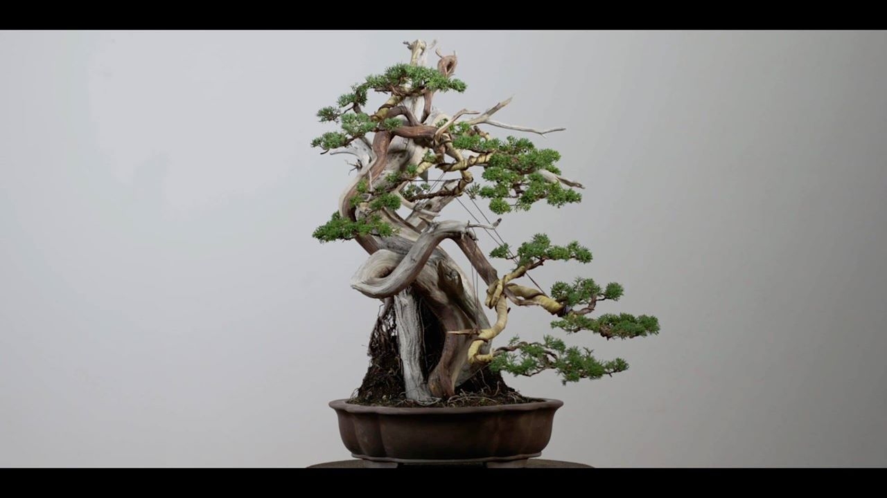 Bonsai is an arduous yet rewarding, long yet