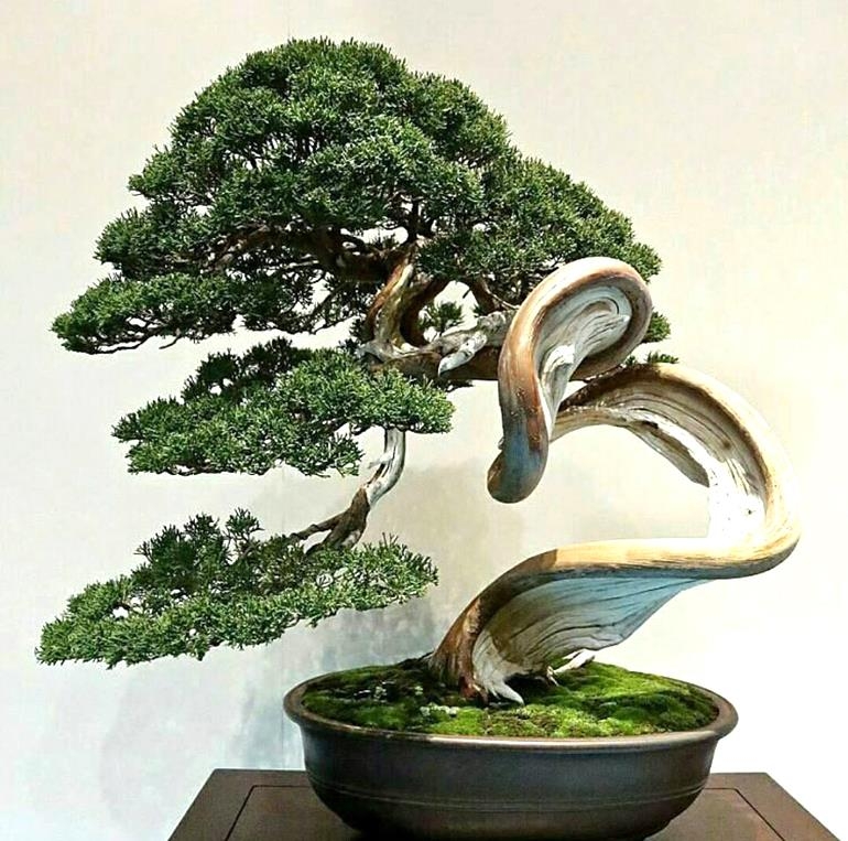 $100.00 Bonsai Detective Contest | Bonsai Bark