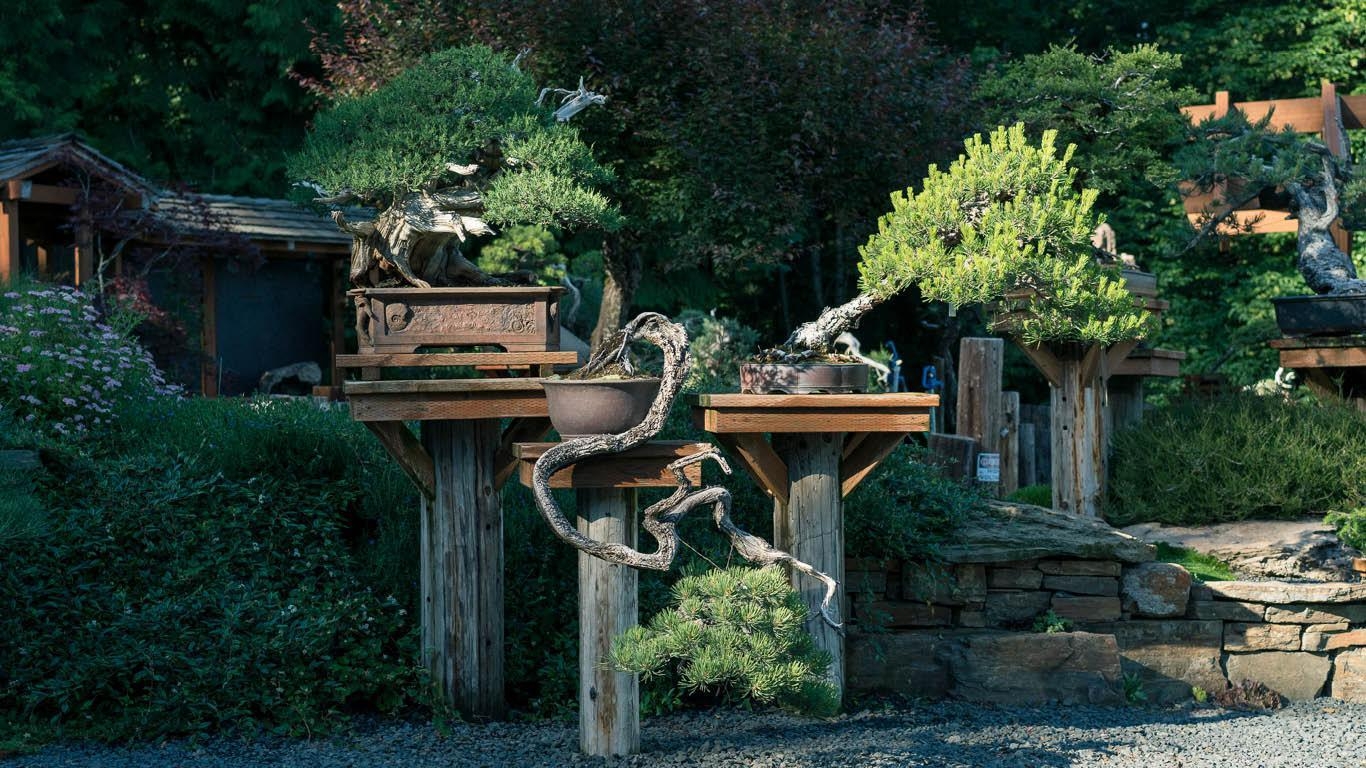 Evolution of Mirai | Bonsai Mirai
