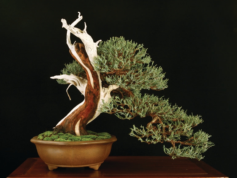 Site Wide Sale Ends Sunday Night – Deep Discounts on All Your Bonsai Essentials | Bonsai Bark
