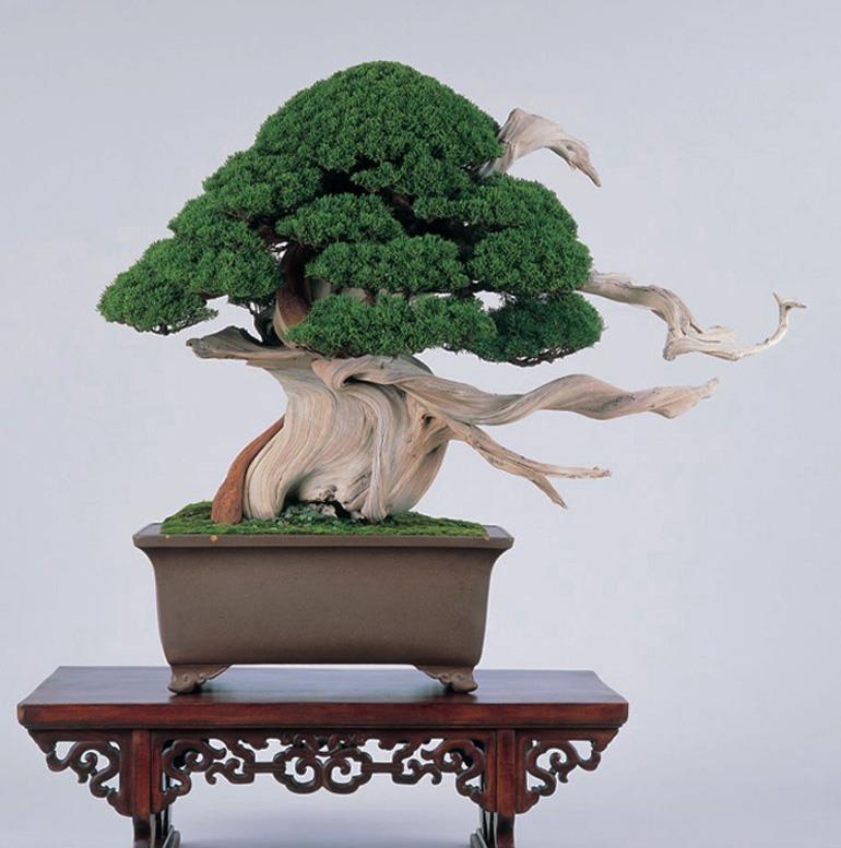 A Second Look | Bonsai Bark