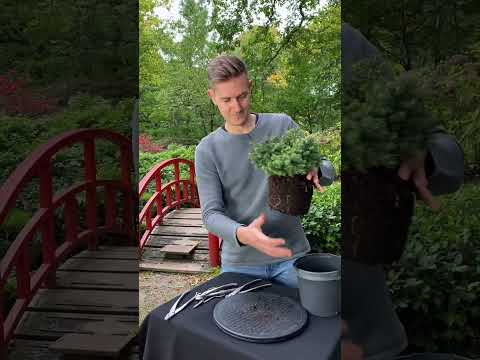DIY: Make a Picea Bonsai #shorts