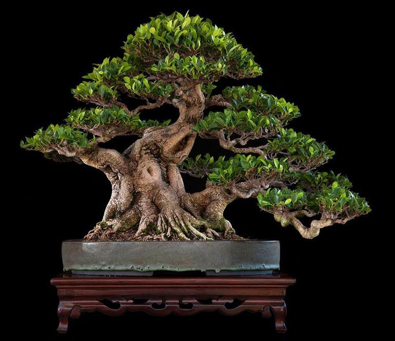 Elevated Company | Bonsai Bark