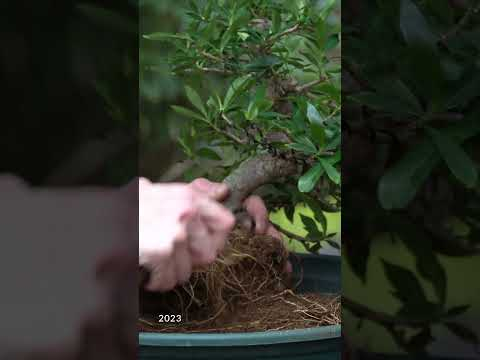 Jasmin Bonsai progression (Gardenia) #bonsaitree