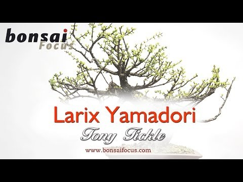 Tony Tickle on Larix