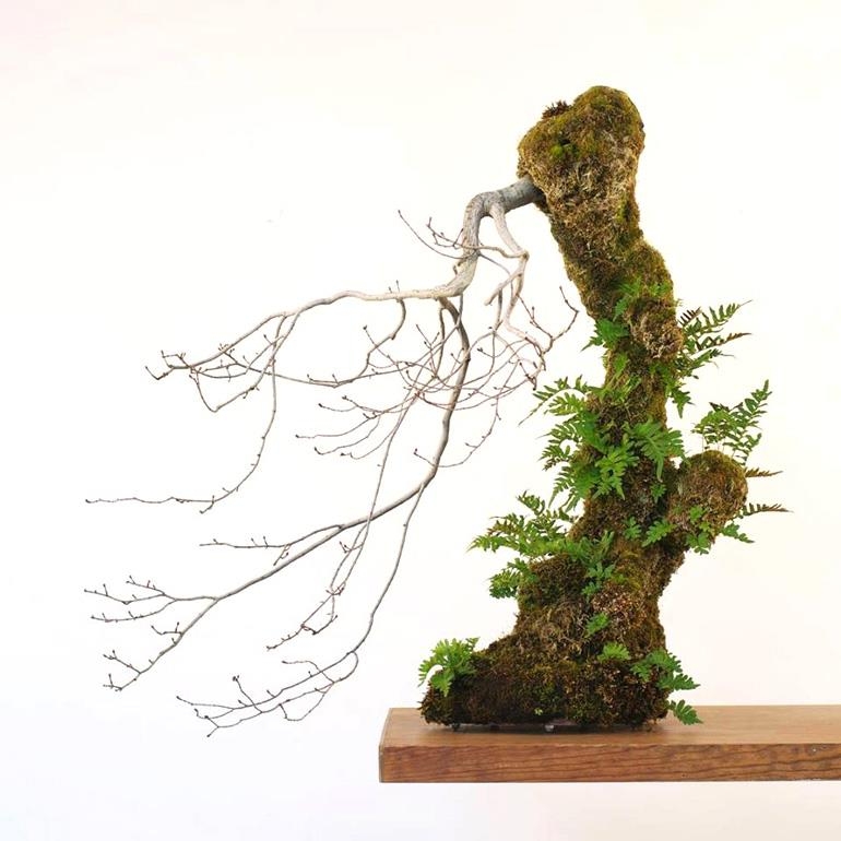 Bonsai & Beyond (Maybe We Could All Use a Little Crazy) | Bonsai Bark