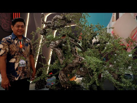 Christian Adji Bonsai demo