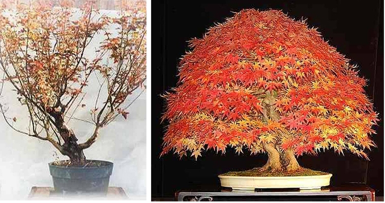 A Brilliant Before & After Bonsai from Humble Beginnings… | Bonsai Bark