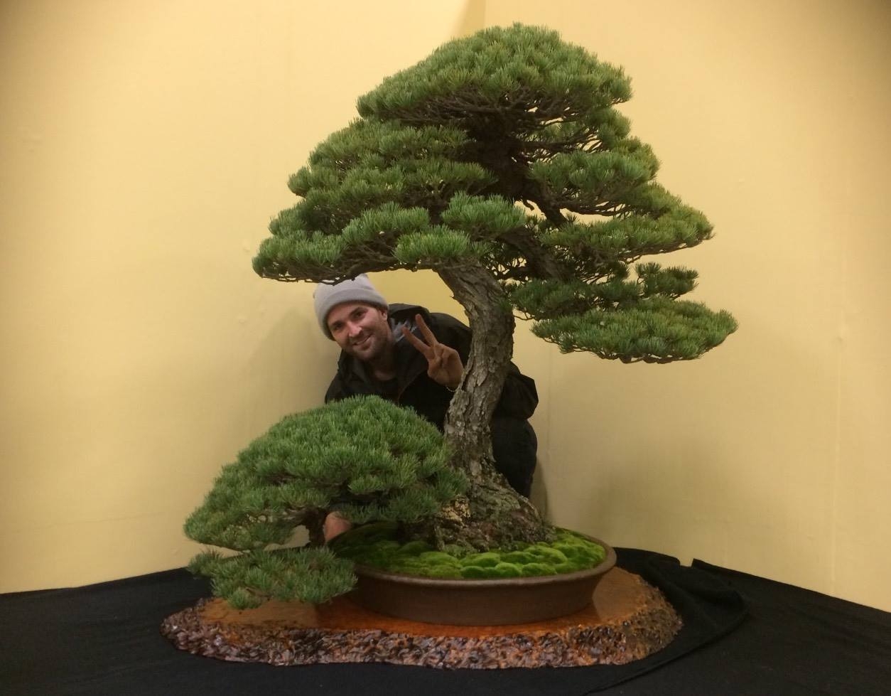 Home for the Holidays | National Bonsai Foundation