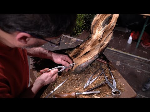 Creating deadwood by Andres Bicocca