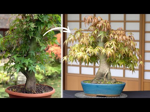 The 5 year journey of a Maple Bonsai