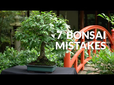 7 Rookie mistakes in Bonsai