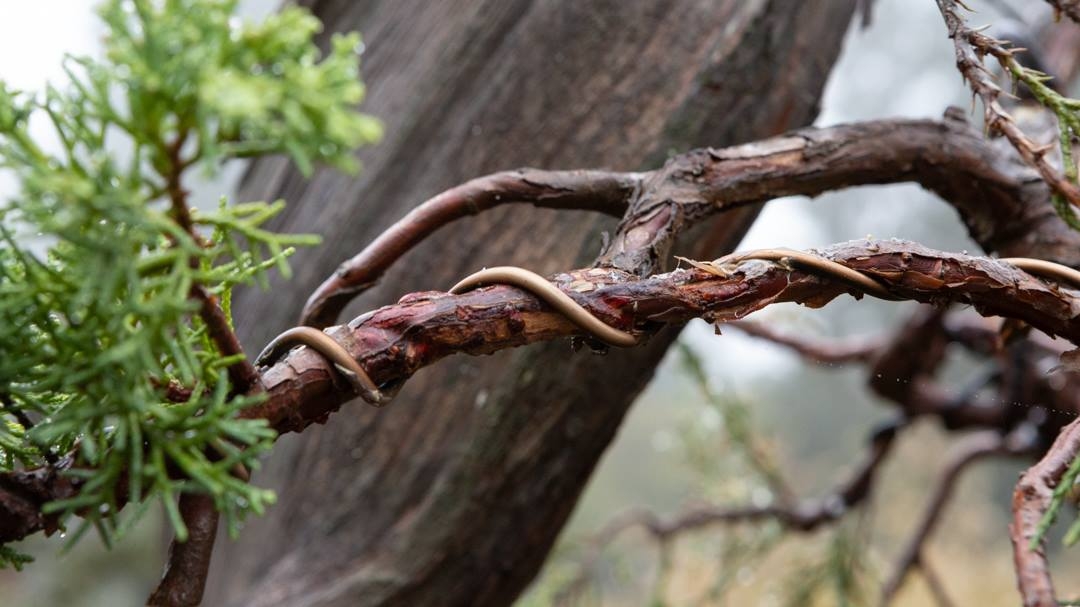 Juniper Grafting | Bonsai Mirai Live